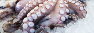 Фото Льдогенератор Ice Tech GR560A, картинка, монтаж, сервис, доставка, сервисное обслуживание